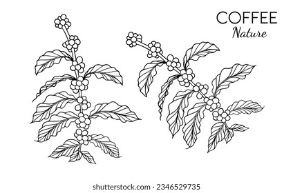Kaffeebaum und Bohne von Skizze Tinte Linie Zeichnung für Hintergrund, Poster, Banner, Broschüre, Namenskarte, Flayer, Café, Web, Illustrationsvektor. Kaffeehaus aus mit schwarzem Leinenholz auf weißem Papier, Vintage.