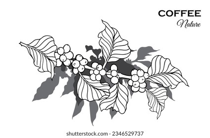 coffee tree and bean of sketch ink line drawing for background, poster, banner, brochure, name card, flayer, coffee shop, web, illustration vector. coffee farm of line black on white paper vintage.