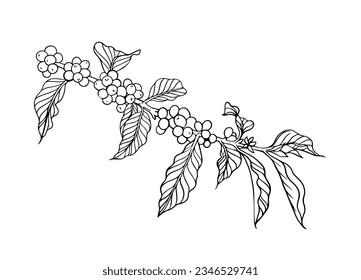 coffee tree and bean of sketch ink line drawing for background, poster, banner, brochure, name card, flayer, coffee shop, web, illustration vector. coffee farm of line black on white paper vintage.