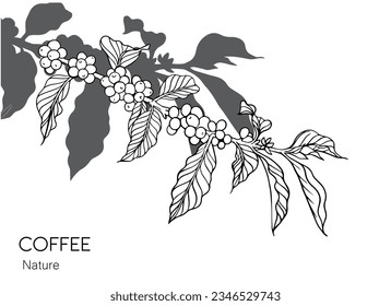 coffee tree and bean of sketch ink line drawing for background, poster, banner, brochure, name card, flayer, coffee shop, web, illustration vector. coffee farm of line black on white paper vintage.