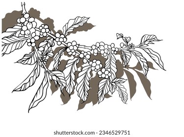 coffee tree and bean of sketch ink line drawing for background, poster, banner, brochure, name card, flayer, coffee shop, web, illustration vector. coffee farm of line black on white paper vintage.