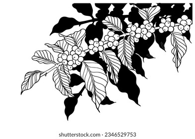 árbol de café y frijol del dibujo de la línea de boceto para fondo, afiche, banner, folleto, tarjeta de nombre, flayer, cafetería, web, vector de ilustración. granja de café de línea negra en la vendimia de papel blanco.