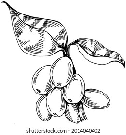 Árbol de café y frijoles de estilo gráfico dibujan a mano sobre fondo blanco. Objeto aislado con ilustración de estilo grabado. Lo mejor para el diseño logotipo, menú, etiqueta, icono, sello.