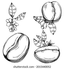 Coffee tree and beans in graphic style hand draw on white background. Isolated object with engraved style illustration. The best for design logo, menu, label, icon, stamp.