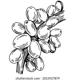 Coffee tree and beans in graphic style hand draw on white background. Isolated object with engraved style illustration. The best for design logo, menu, label, icon, stamp.