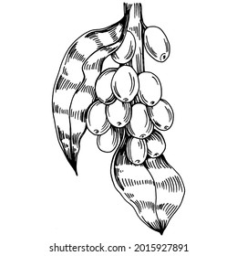Árbol de café y frijoles de estilo gráfico dibujan a mano sobre fondo blanco. Objeto aislado con ilustración de estilo grabado. Lo mejor para el diseño logotipo, menú, etiqueta, icono, sello.