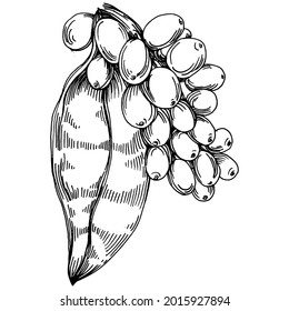 Coffee tree and beans in graphic style hand draw on white background. Isolated object with engraved style illustration. The best for design logo, menu, label, icon, stamp.