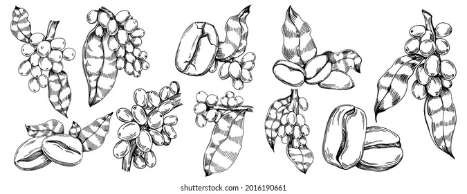Coffee tree and beans in graphic style hand draw on white background. Isolated object with engraved style illustration. The best for design logo, menu, label, icon, stamp.