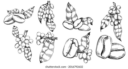 Coffee tree and beans in graphic style hand draw on white background. Isolated object with engraved style illustration. The best for design logo, menu, label, icon, stamp.