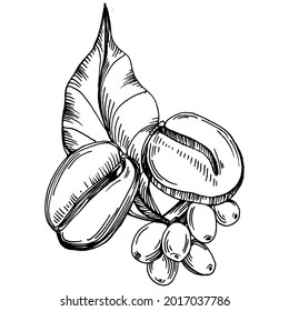 Coffee tree and beans in graphic style hand draw on white background. Isolated object with engraved style illustration. The best for design logo, menu, label, icon, stamp.