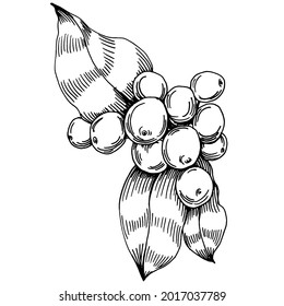 Árbol de café y frijoles de estilo gráfico dibujan a mano sobre fondo blanco. Objeto aislado con ilustración de estilo grabado. Lo mejor para el diseño logotipo, menú, etiqueta, icono, sello.