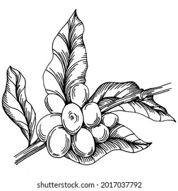 Coffee tree and beans in graphic style hand draw on white background. Isolated object with engraved style illustration. The best for design logo, menu, label, icon, stamp.