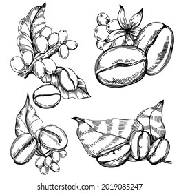 Coffee tree and beans in graphic style hand draw on white background. Isolated object with engraved style illustration. The best for design logo, menu, label, icon, stamp.