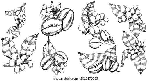 Coffee tree and beans in graphic style hand draw on white background. Isolated object with engraved style illustration. The best for design logo, menu, label, icon, stamp.