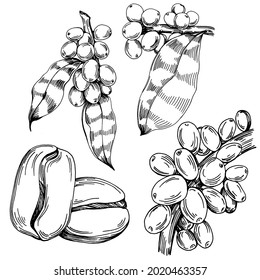 Coffee tree and beans in graphic style hand draw on white background. Isolated object with engraved style illustration. The best for design logo, menu, label, icon, stamp.