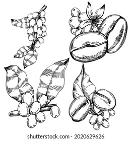 Coffee tree and beans in graphic style hand draw on white background. Isolated object with engraved style illustration. The best for design logo, menu, label, icon, stamp.