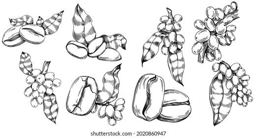 Coffee tree and beans in graphic style hand draw on white background. Isolated object with engraved style illustration. The best for design logo, menu, label, icon, stamp.