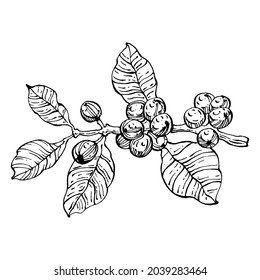 Coffee tree and beans in graphic style hand draw on white background. Isolated object with engraved style illustration. The best for design logo, menu, label, icon, stamp.