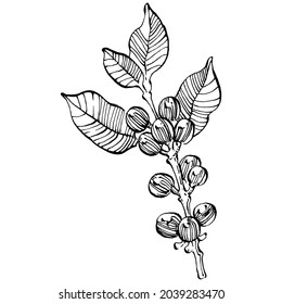 Árbol de café y frijoles de estilo gráfico dibujan a mano sobre fondo blanco. Objeto aislado con ilustración de estilo grabado. Lo mejor para el diseño logotipo, menú, etiqueta, icono, sello.