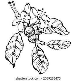 Árbol de café y frijoles de estilo gráfico dibujan a mano sobre fondo blanco. Objeto aislado con ilustración de estilo grabado. Lo mejor para el diseño logotipo, menú, etiqueta, icono, sello.