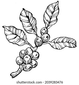 Árbol de café y frijoles de estilo gráfico dibujan a mano sobre fondo blanco. Objeto aislado con ilustración de estilo grabado. Lo mejor para el diseño logotipo, menú, etiqueta, icono, sello.