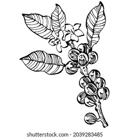 Coffee tree and beans in graphic style hand draw on white background. Isolated object with engraved style illustration. The best for design logo, menu, label, icon, stamp.