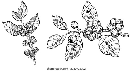 Coffee tree and beans in graphic style hand draw on white background. Isolated object with engraved style illustration. The best for design logo, menu, label, icon, stamp.