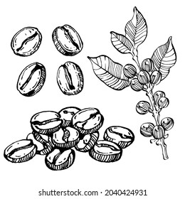 Árbol de café y frijoles de estilo gráfico dibujan a mano sobre fondo blanco. Objeto aislado con ilustración de estilo grabado. Lo mejor para el diseño logotipo, menú, etiqueta, icono, sello.