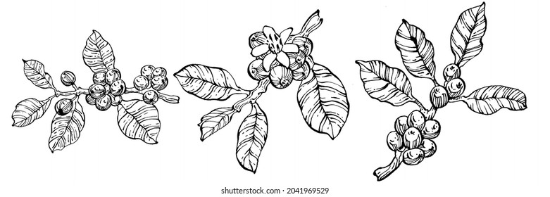 Coffee tree and beans in graphic style hand draw on white background. Isolated object with engraved style illustration. The best for design logo, menu, label, icon, stamp.