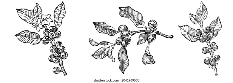 Coffee tree and beans in graphic style hand draw on white background. Isolated object with engraved style illustration. The best for design logo, menu, label, icon, stamp.