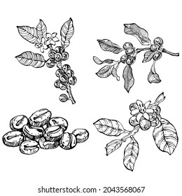 Coffee tree and beans in graphic style hand draw on white background. Isolated object with engraved style illustration. The best for design logo, menu, label, icon, stamp.