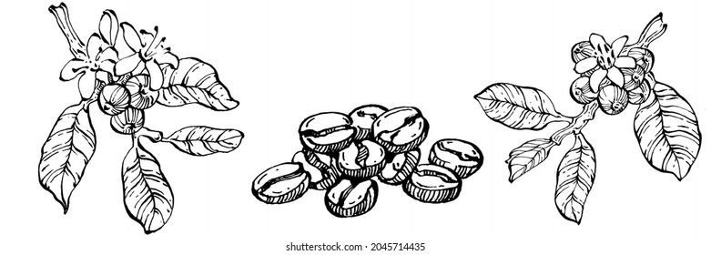 Coffee tree and beans in graphic style hand draw on white background. Isolated object with engraved style illustration. The best for design logo, menu, label, icon, stamp.