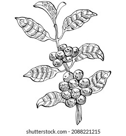 Coffee tree and beans in graphic style hand draw on white background. Isolated object with engraved style illustration. The best for design logo, menu, label, icon, stamp.