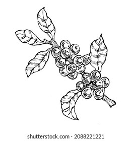 Coffee tree and beans in graphic style hand draw on white background. Isolated object with engraved style illustration. The best for design logo, menu, label, icon, stamp.