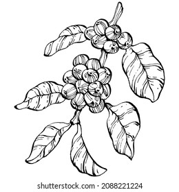 Coffee tree and beans in graphic style hand draw on white background. Isolated object with engraved style illustration. The best for design logo, menu, label, icon, stamp.