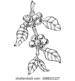 Coffee tree and beans in graphic style hand draw on white background. Isolated object with engraved style illustration. The best for design logo, menu, label, icon, stamp.