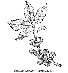 Coffee tree and beans in graphic style hand draw on white background. Isolated object with engraved style illustration. The best for design logo, menu, label, icon, stamp.