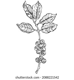 Coffee tree and beans in graphic style hand draw on white background. Isolated object with engraved style illustration. The best for design logo, menu, label, icon, stamp.