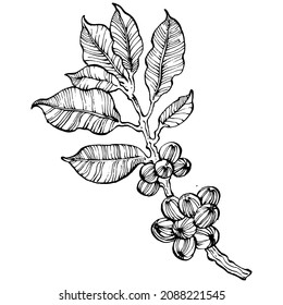 Coffee tree and beans in graphic style hand draw on white background. Isolated object with engraved style illustration. The best for design logo, menu, label, icon, stamp.