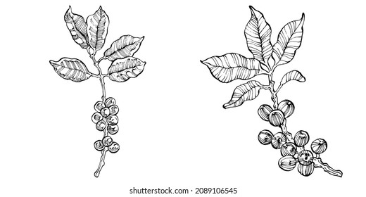 Árbol de café y frijoles de estilo gráfico dibujan a mano sobre fondo blanco. Objeto aislado con ilustración de estilo grabado. Lo mejor para el diseño logotipo, menú, etiqueta, icono, sello.
