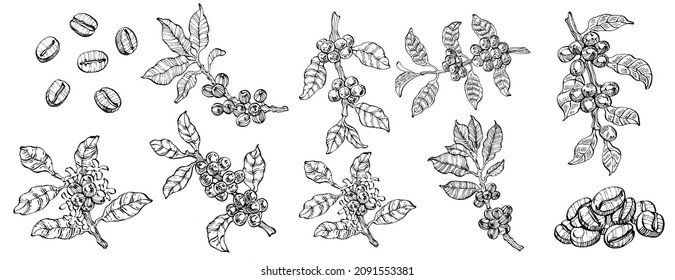 Coffee tree and beans in graphic style hand draw on white background. Isolated object with engraved style illustration. The best for design logo, menu, label, icon, stamp.