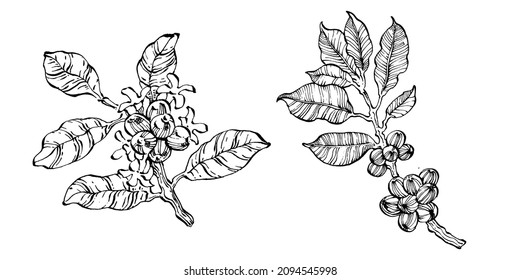 Coffee tree and beans in graphic style hand draw on white background. Isolated object with engraved style illustration. The best for design logo, menu, label, icon, stamp.