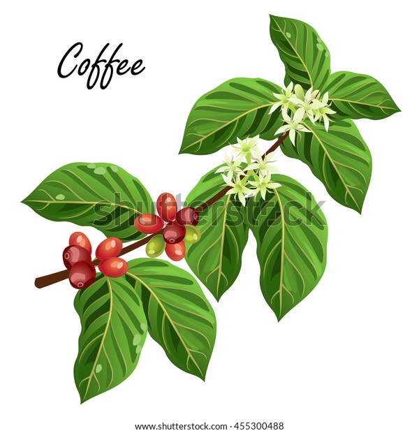 豆と花を持つコーヒーの木の枝 白い背景にベクターイラスト のベクター画像素材 ロイヤリティフリー