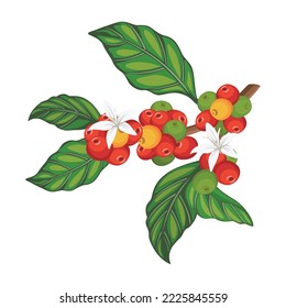 Coffee Tree Branch Beans Plant Vector Illustration