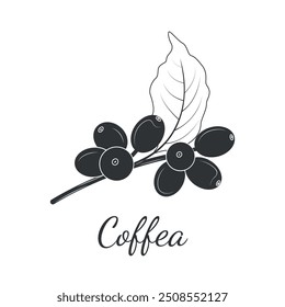 Coffee tree branch with berries and leaves. Vector illustration in doodle style.