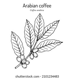 Kaffeebaum (Sarea arabica). handgezeichnete botanische Vektorgrafik