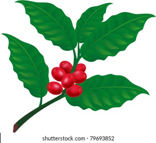   Coffee tree branch. Element for design vector illustration
