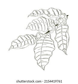 coffee tree branch with grains