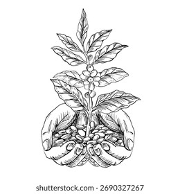 Una rama de árbol de café en las manos. Una Ilustración vectorial realista con temática cafetera para el diseño de productos, impresión de ropa, carteles y diseño de interiores
