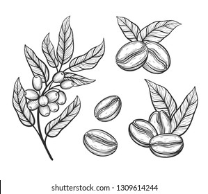 Coffee tree branch with leaves and beans. Coffee grains in graphic style hand drawn vector illustration.